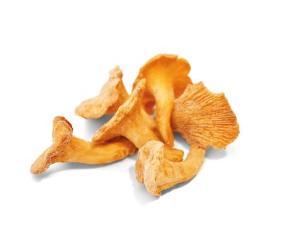 Funghi finferli