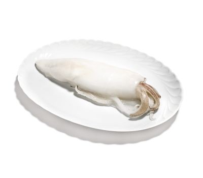 Calamaro oceanico u/5 pulito