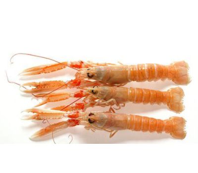 Scampi interi 2/4 pz/kg laeso dk